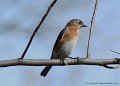 Female Eastern Bluebird